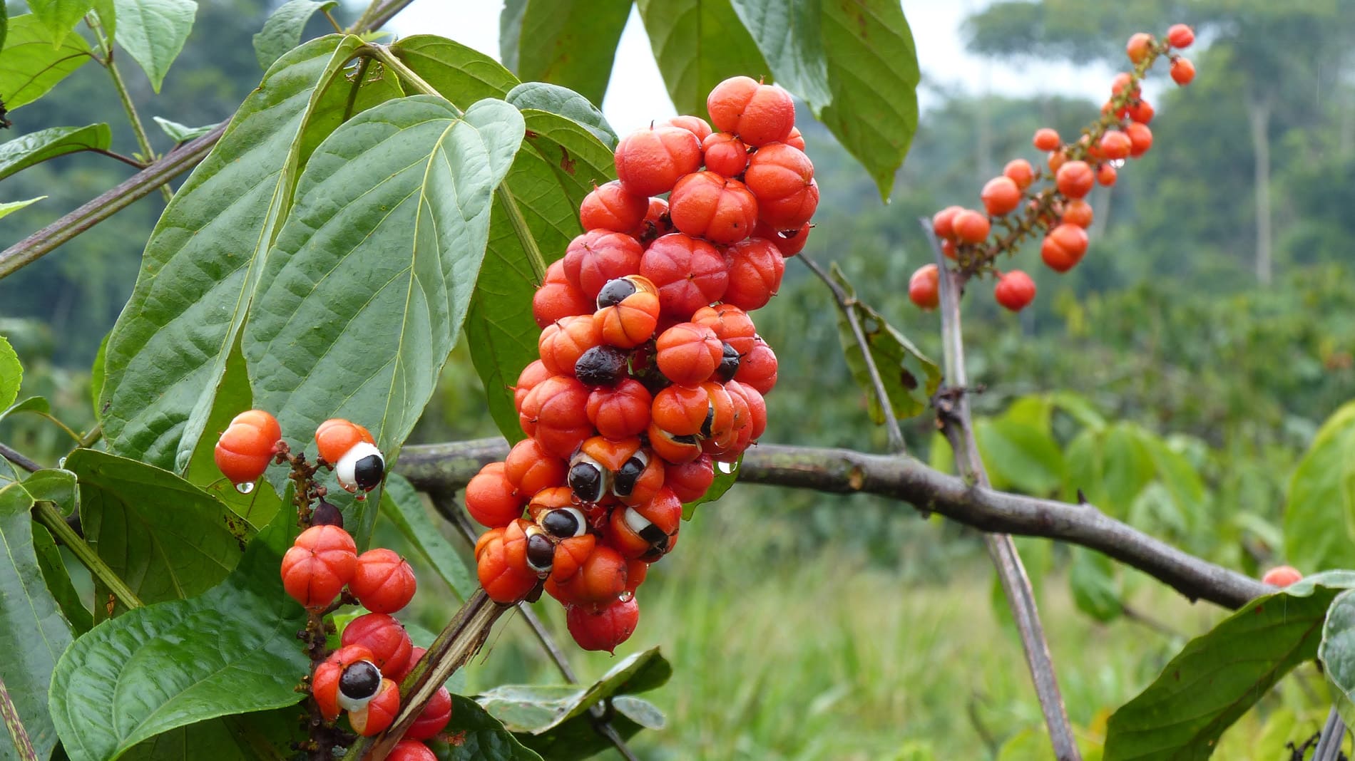 Le Guarana : un atout pour les efforts sportifs